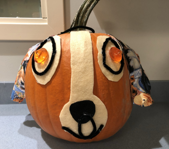 Pumpkin-dog